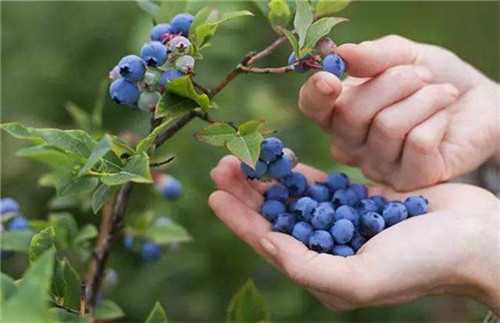 蓝莓可以用来泡酒吗 蓝莓泡酒有哪些好处