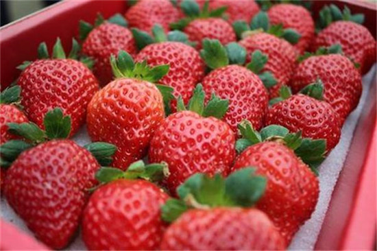 冬季吃草莓会上火吗 冬季草莓是反季节水果吗